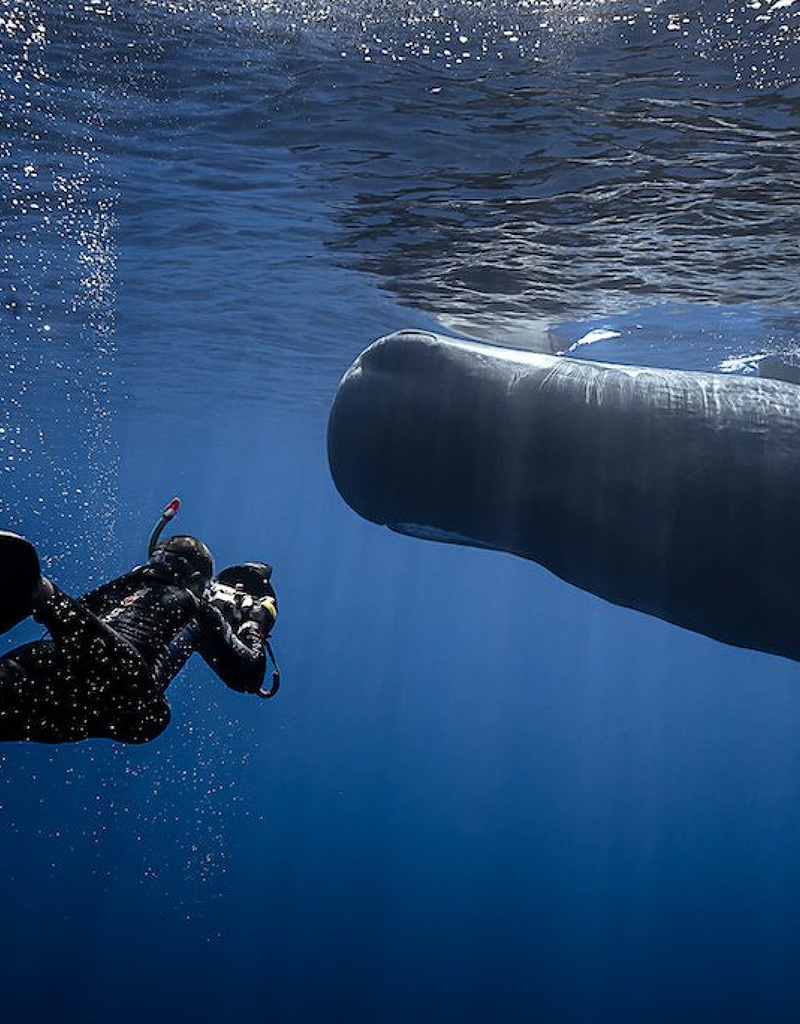 Force-E Scuba Centers Dominica Diving & Whales 2025