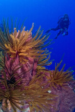 Force-E Scuba Centers Dominica Diving & Whales 2025