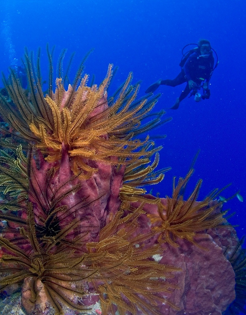 Force-E Scuba Centers Dominica Diving & Whales 2025