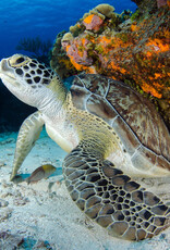 Force-E Scuba Centers Dominica Diving & Whales 2025
