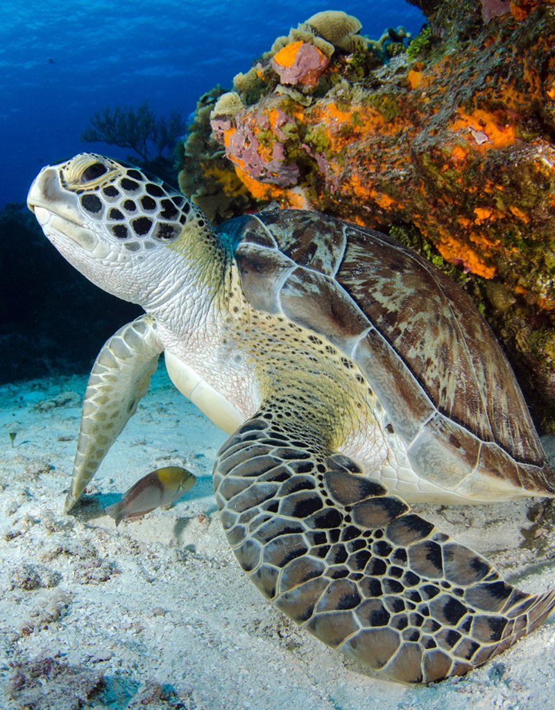 Force-E Scuba Centers Dominica Diving & Whales 2025