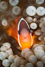 Force-E Scuba Centers Fiji Dive Trip VoliVoli Resort