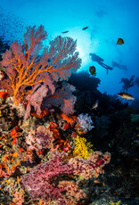 Force-E Scuba Centers Fiji Dive Trip VoliVoli Resort