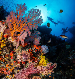 Force-E Scuba Centers Fiji Dive Trip VoliVoli Resort