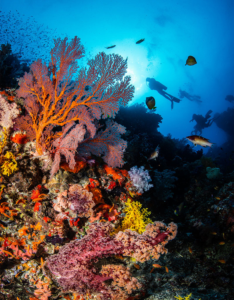 Force-E Scuba Centers Fiji Dive Trip VoliVoli Resort