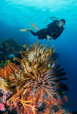 Force-E Scuba Centers Fiji Dive Trip VoliVoli Resort