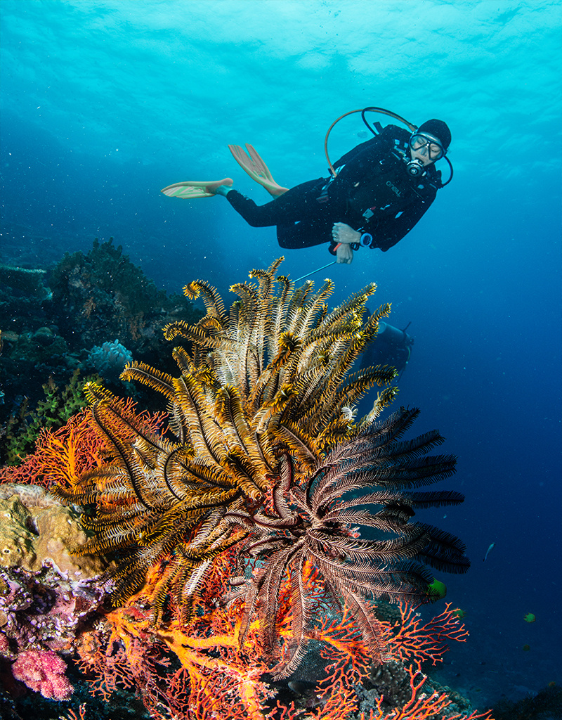 Force-E Scuba Centers Fiji Dive Trip VoliVoli Resort