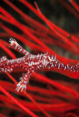 Force-E Scuba Centers Fiji Dive Trip VoliVoli Resort