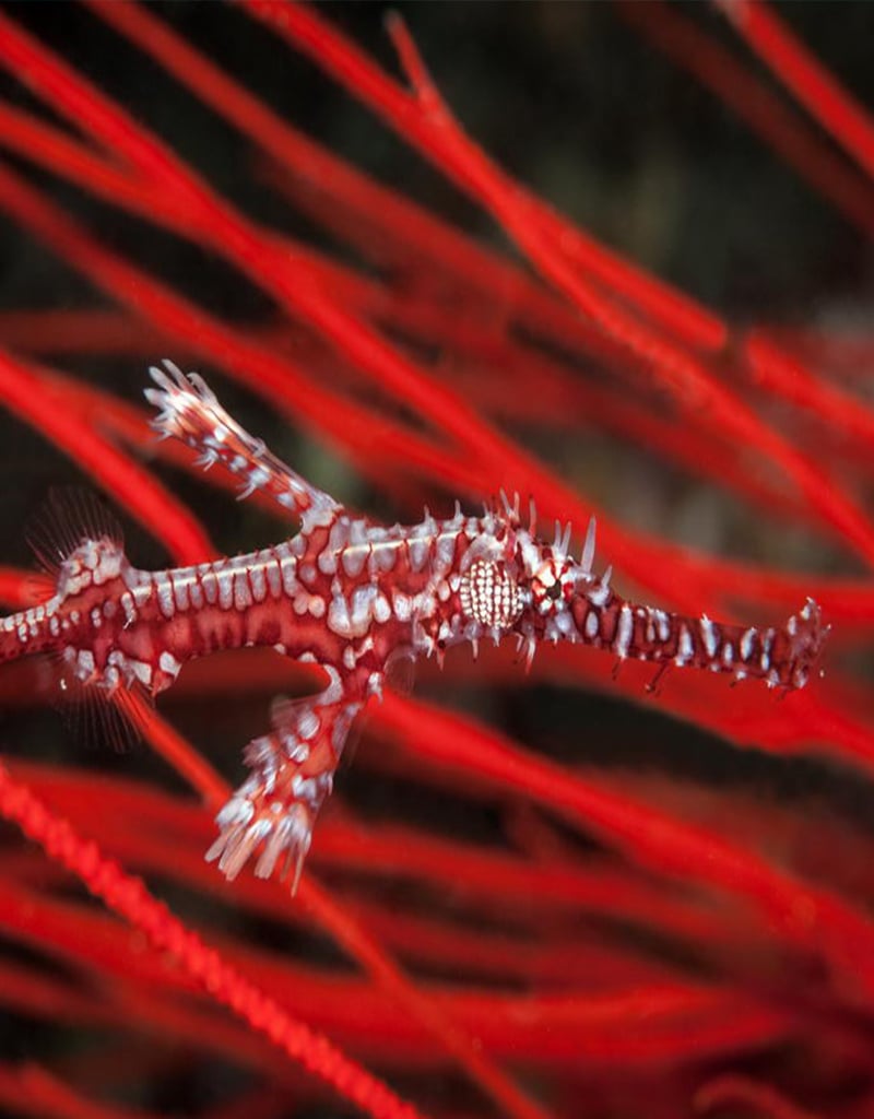 Force-E Scuba Centers Fiji Dive Trip VoliVoli Resort