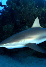 Force-E Scuba Centers San Salvador Riding Rock Trip 7/11-7/18 2026