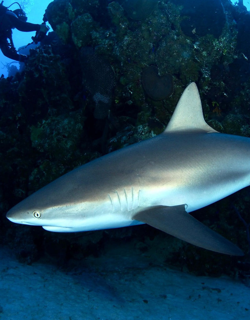 Force-E Scuba Centers San Salvador Riding Rock Trip 7/11-7/18 2026