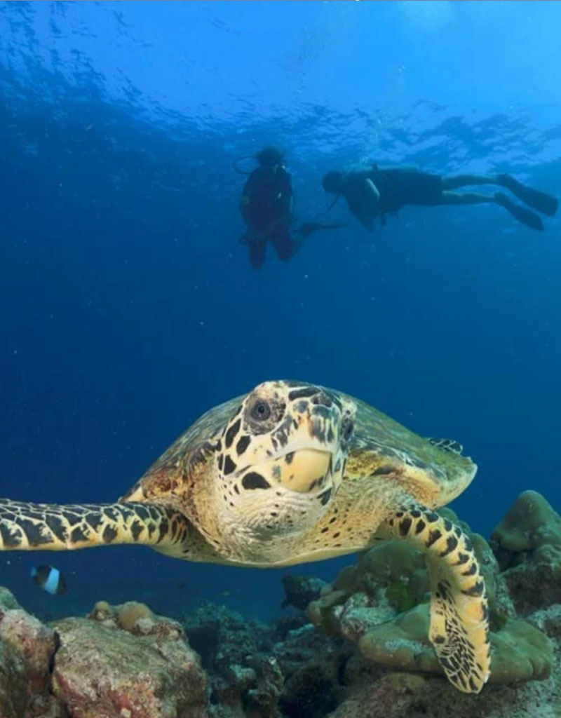 Force-E Ultimate Thailand above and below  D/O 12/9-12/21 2026