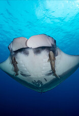 Force-E Ultimate Thailand above and below  D/O 12/9-12/21 2026