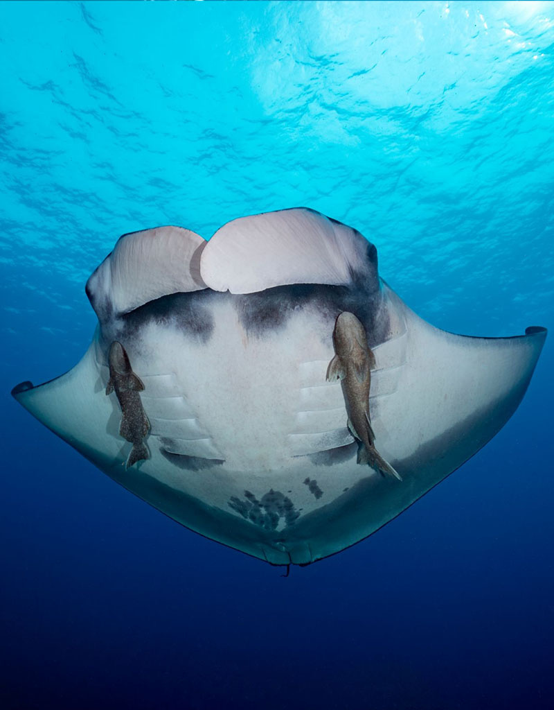 Force-E Ultimate Thailand above and below  D/O 12/9-12/21 2026