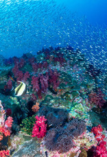 Force-E Ultimate Thailand above and below  D/O 12/9-12/21 2026