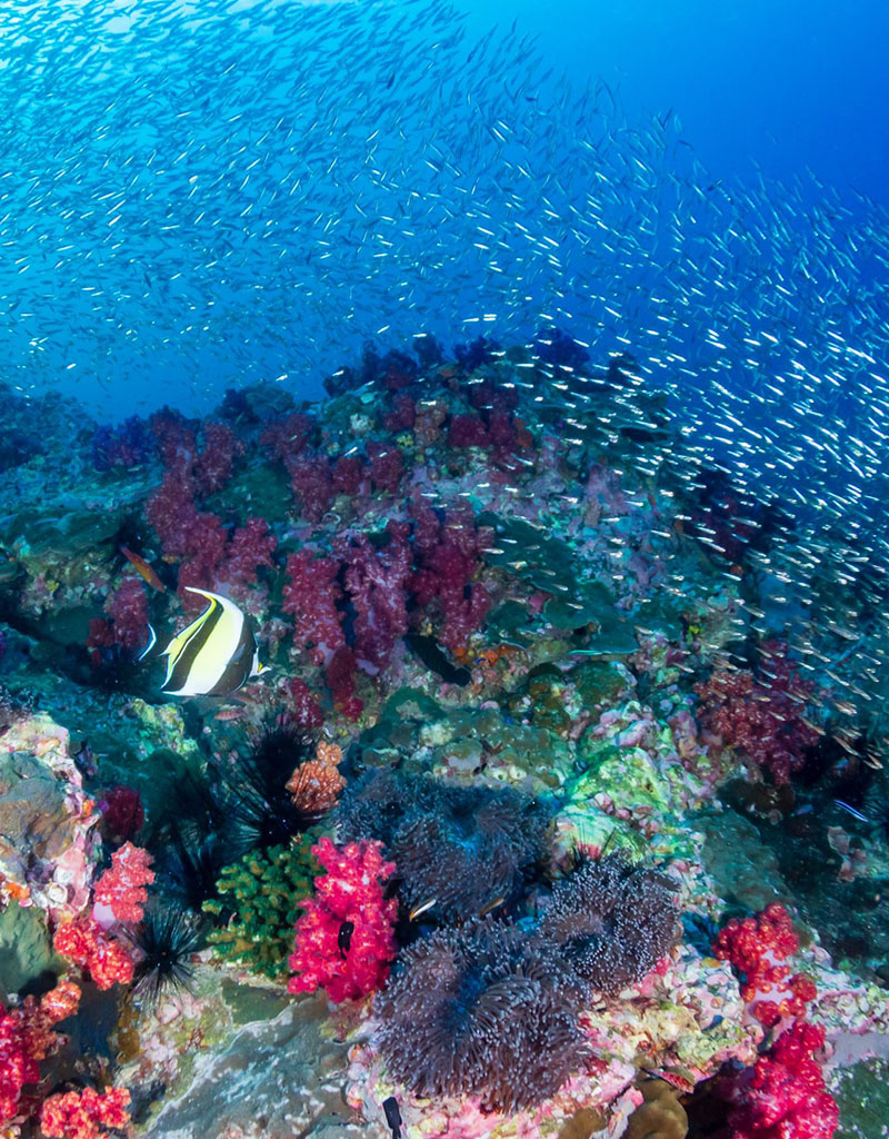 Force-E Ultimate Thailand above and below  D/O 12/9-12/21 2026