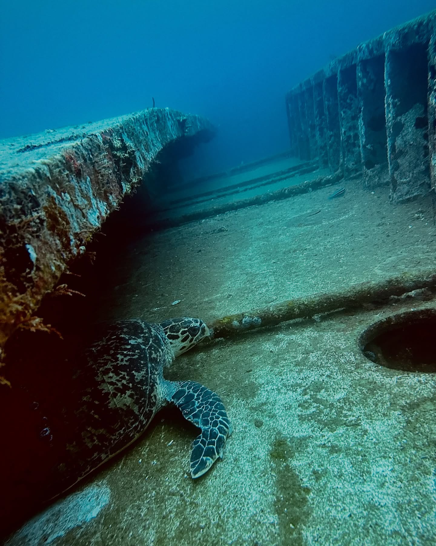 Force-E Grenada Wreck Trip 8/14-8/21 2027