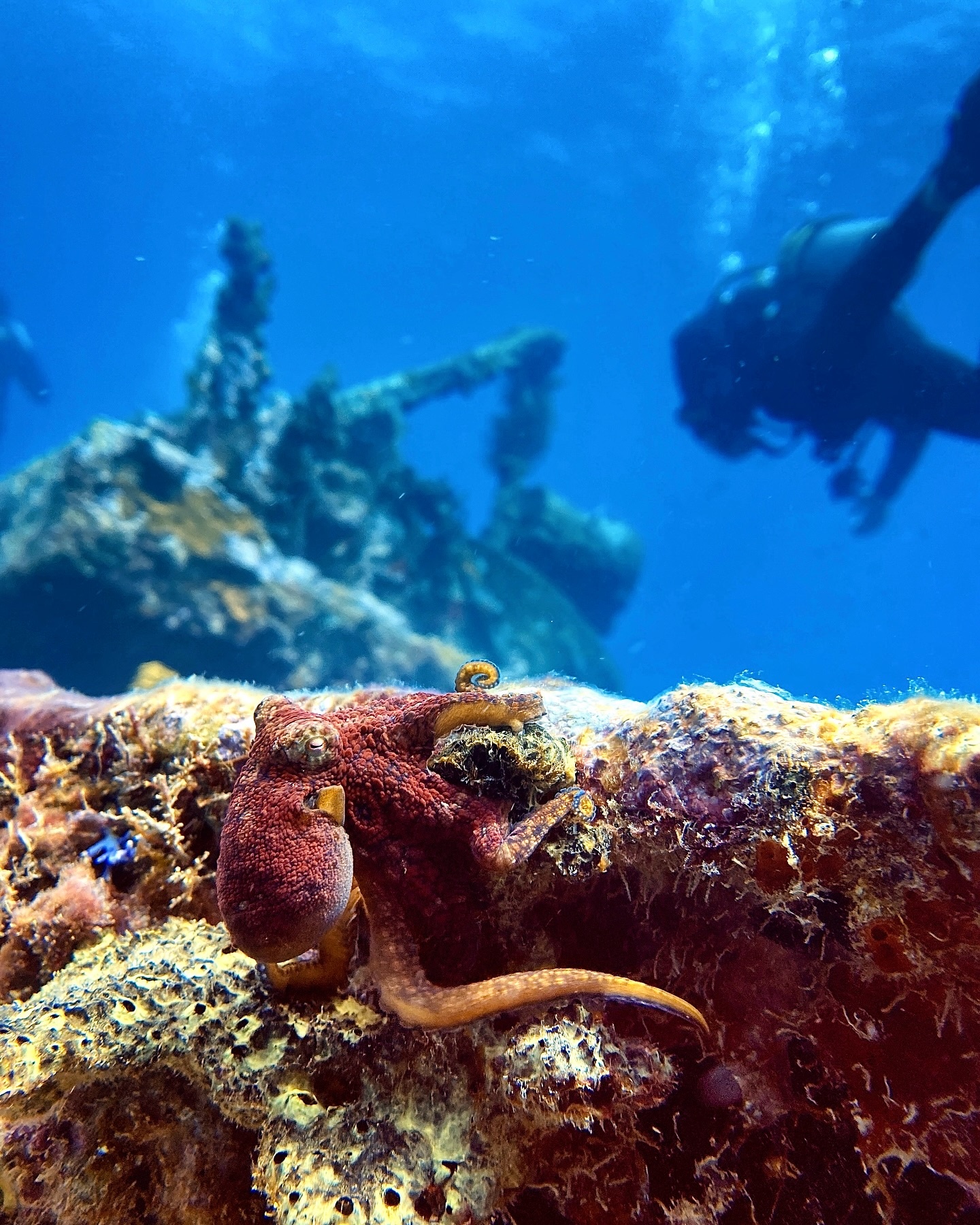 Force-E Grenada Wreck Trip 8/14-8/21 2027