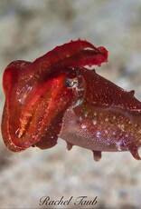 Force-E Scuba Centers Pristine  Philippines   Adventure  Combo