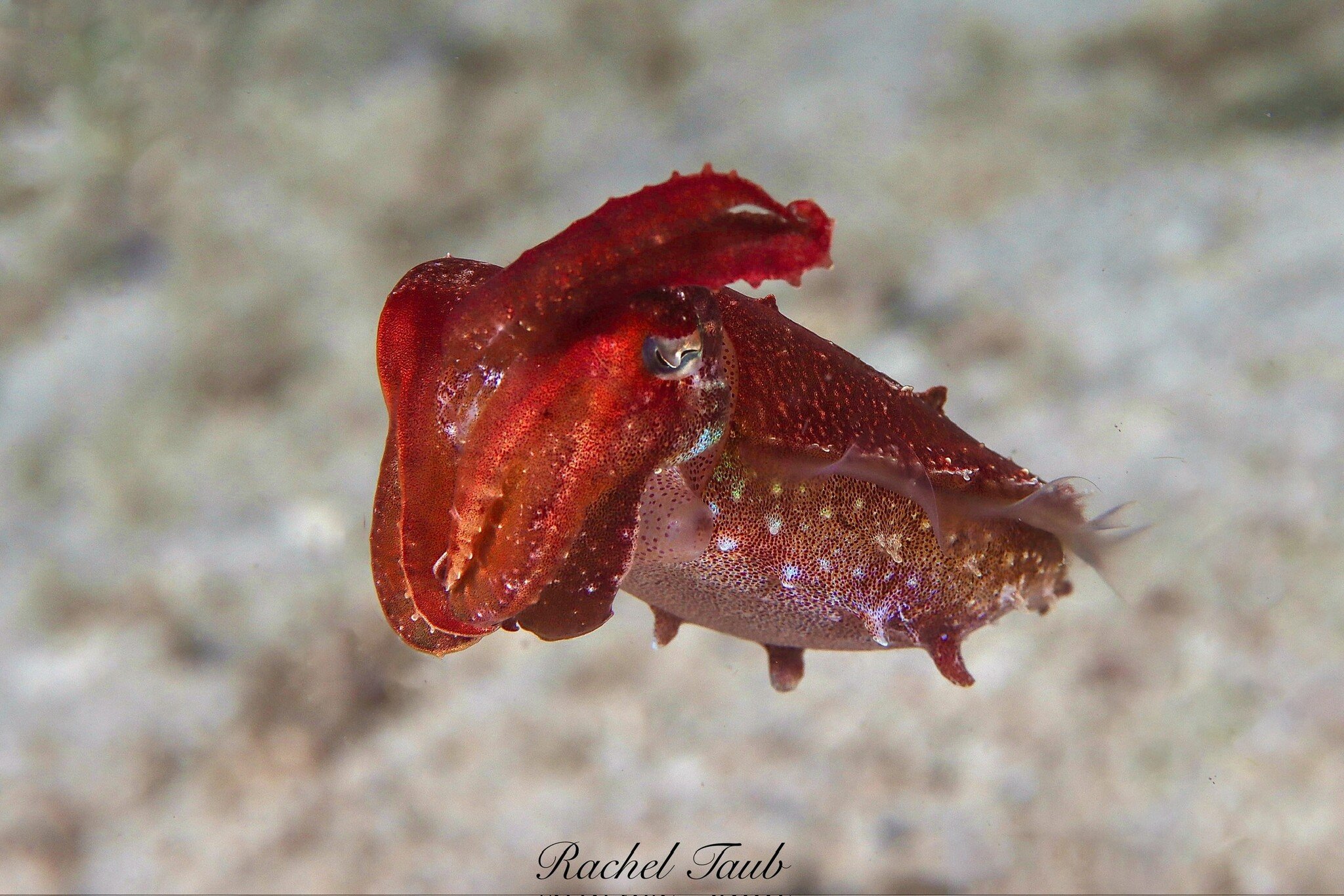 Force-E Scuba Centers Pristine  Philippines   Adventure  Combo