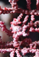 Force-E Scuba Centers Pristine  Philippines   Adventure  Combo