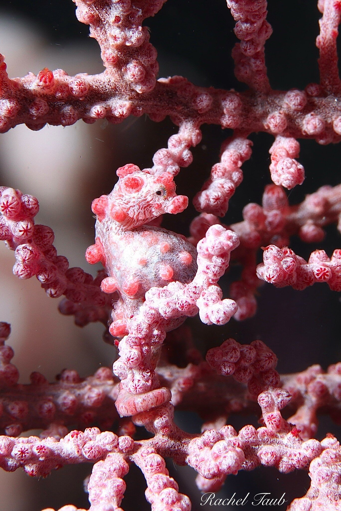 Force-E Scuba Centers Pristine  Philippines   Adventure  Combo