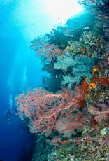 Force-E Scuba Centers Pristine  Philippines   Adventure  Combo