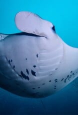 Force-E Scuba Centers Pristine  Philippines   Adventure  Combo