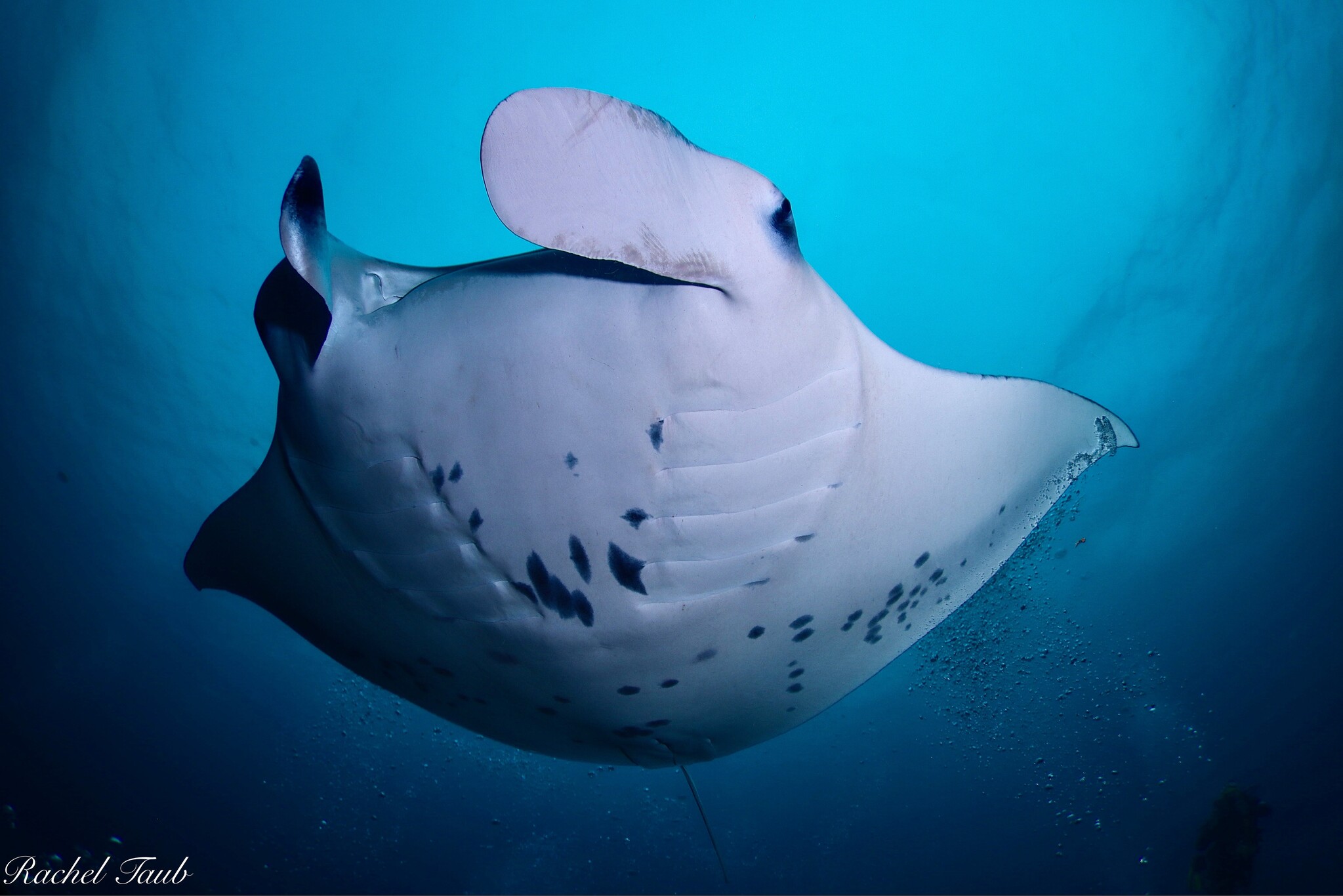 Force-E Scuba Centers Pristine  Philippines   Adventure  Combo