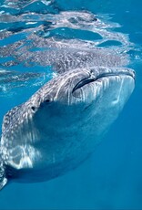 Force-E Scuba Centers Pristine  Philippines   Adventure  Combo