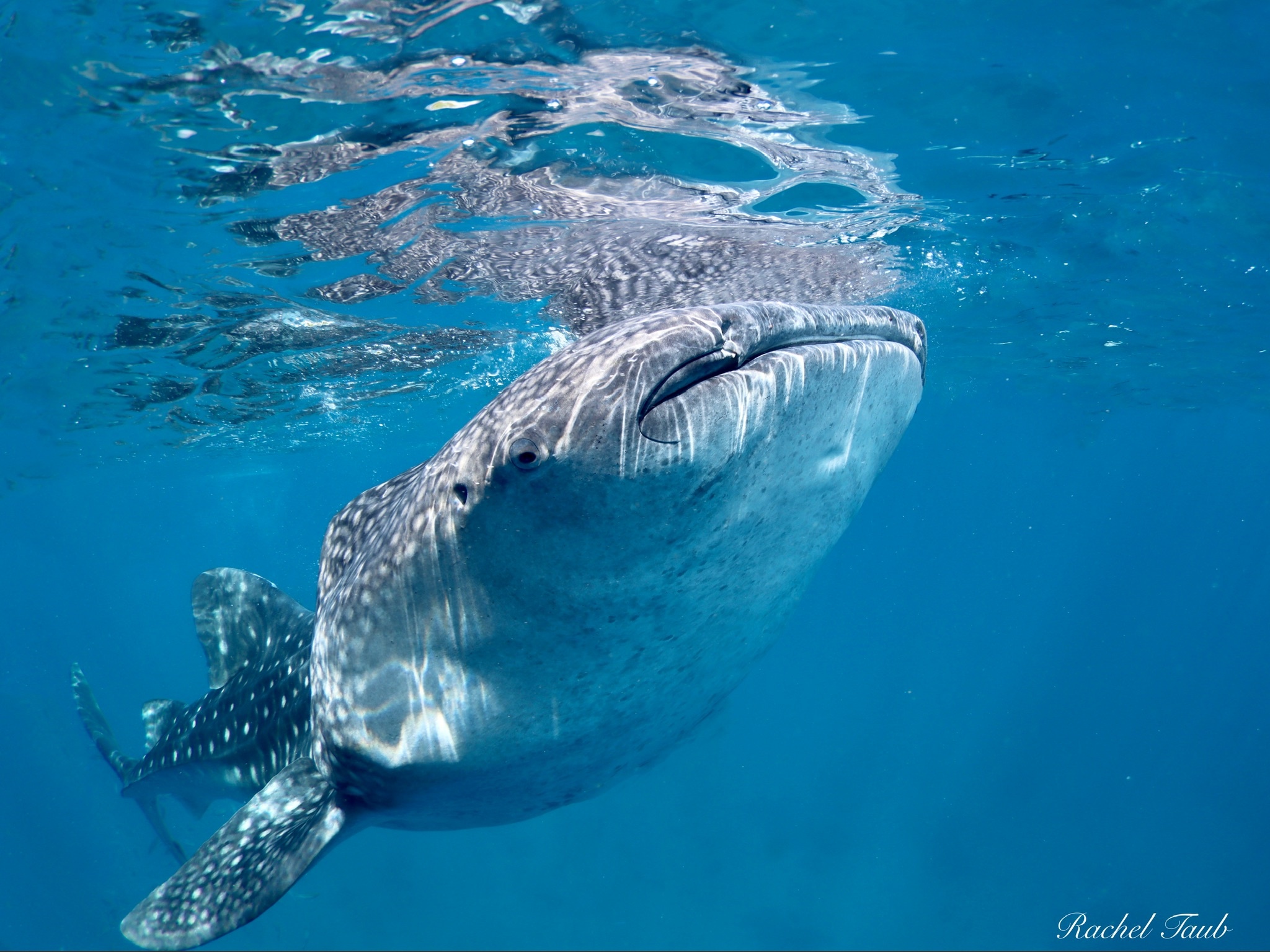 Force-E Scuba Centers Pristine  Philippines   Adventure  Combo