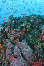 Force-E Scuba Centers Pristine  Philippines   Adventure  Combo