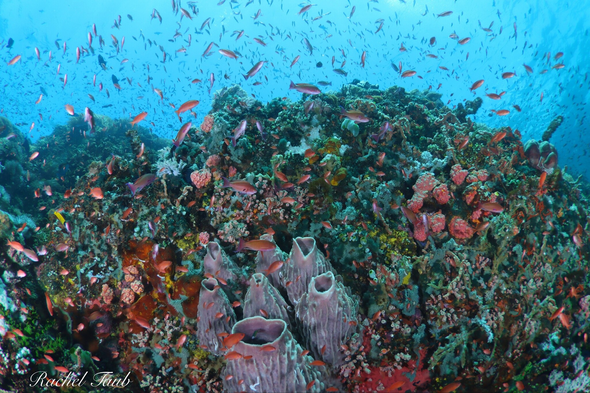 Force-E Scuba Centers Pristine  Philippines   Adventure  Combo