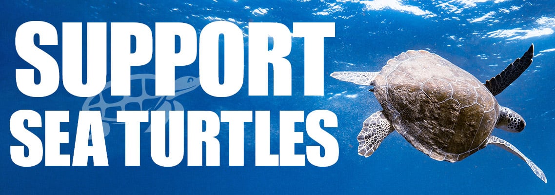 Sea Turtle Month
