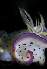 Force-E Scuba Centers Philippines Dive Trip