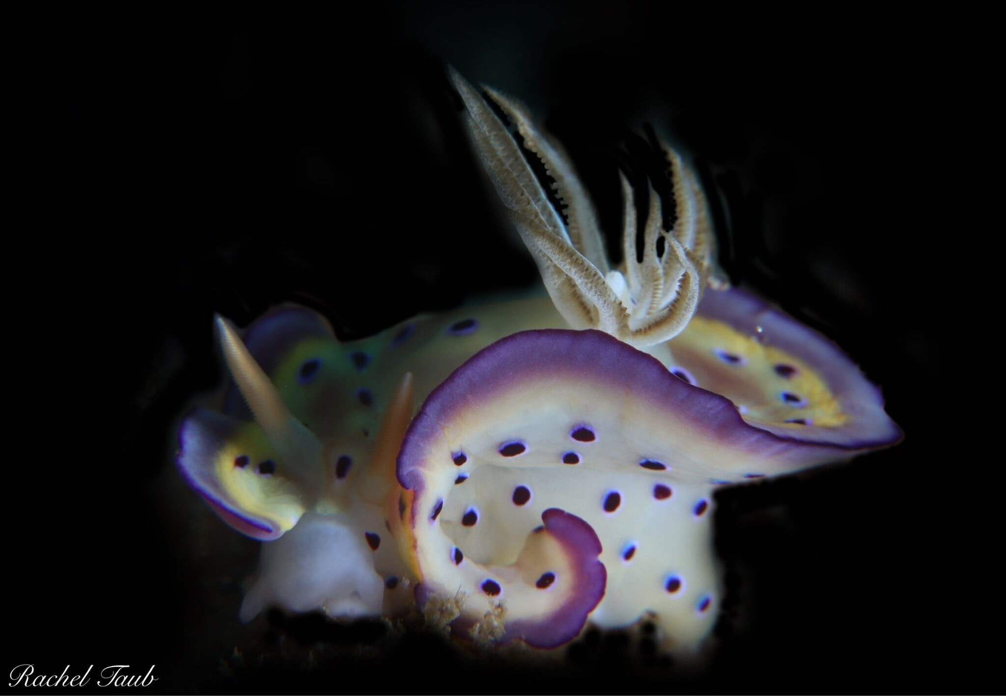 Force-E Scuba Centers Philippines Dive Trip