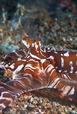 Force-E Scuba Centers Philippines Dive Trip