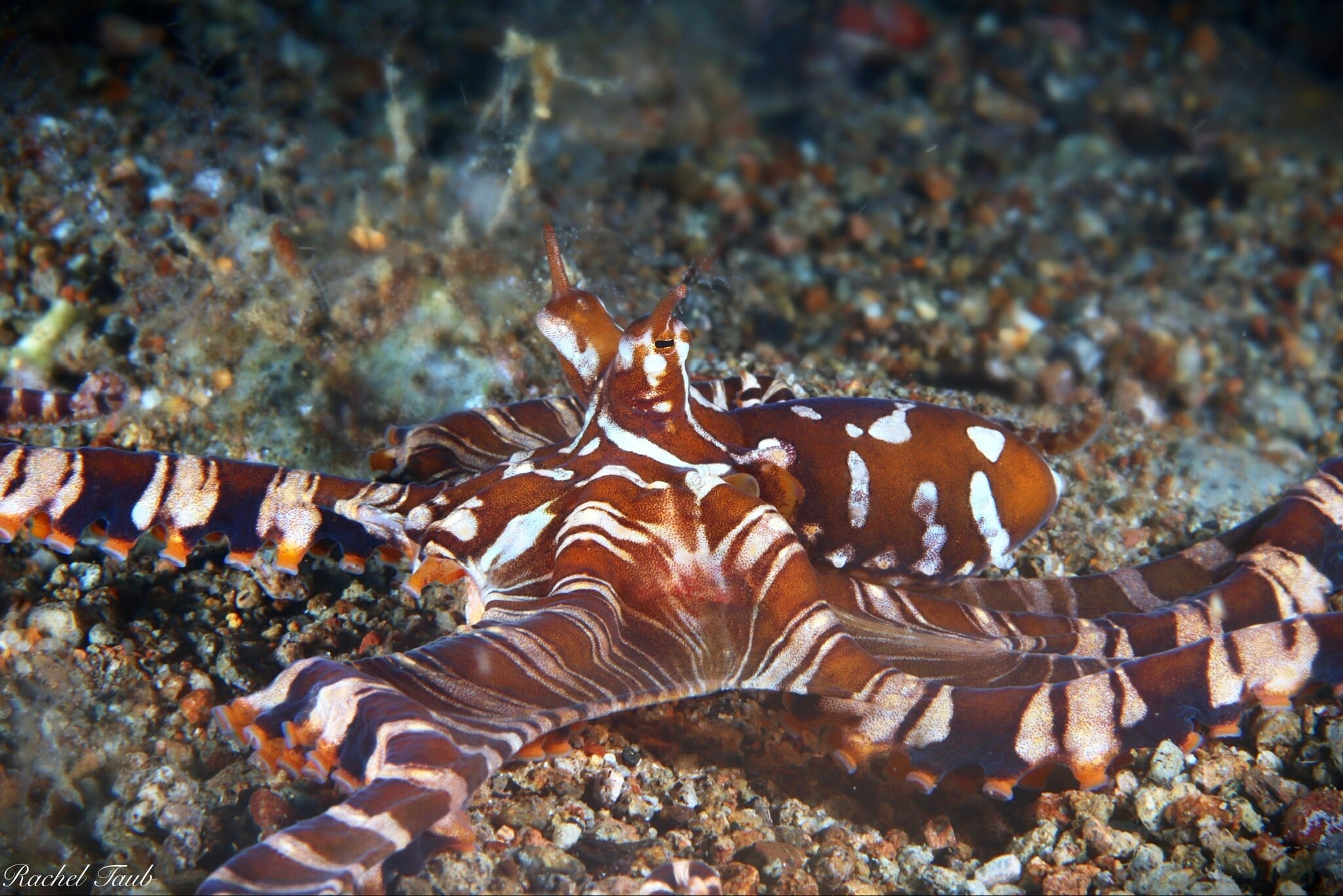 Force-E Scuba Centers Philippines Dive Trip