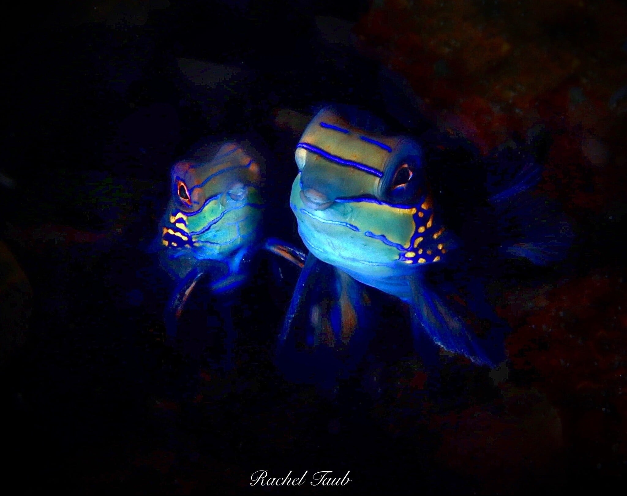 Force-E Scuba Centers Philippines Dive Trip