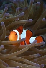 Force-E Scuba Centers Philippines Dive Trip