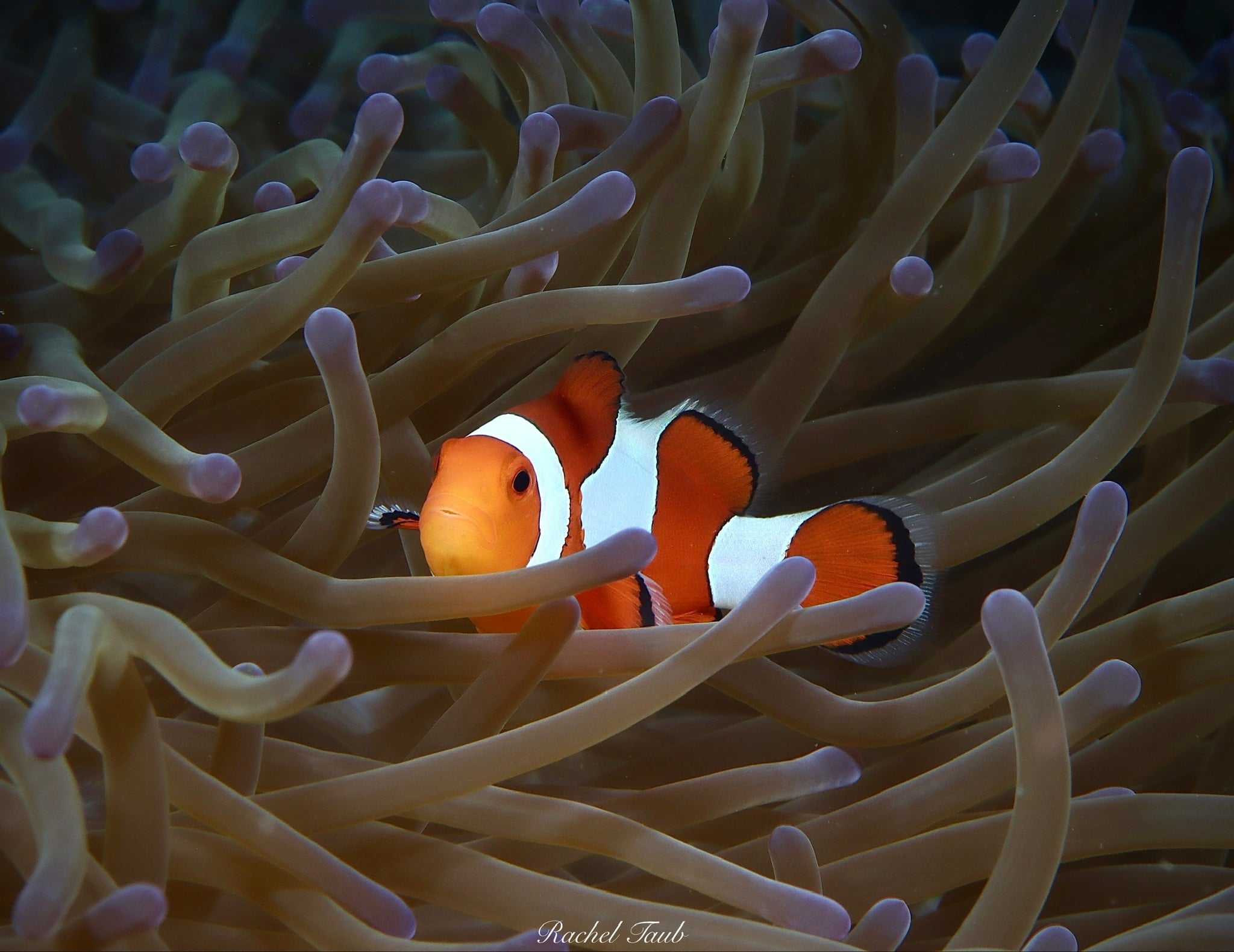 Force-E Scuba Centers Philippines Dive Trip