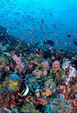 Force-E Scuba Centers Philippines Dive Trip