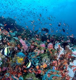 Force-E Scuba Centers Philippines Dive Trip