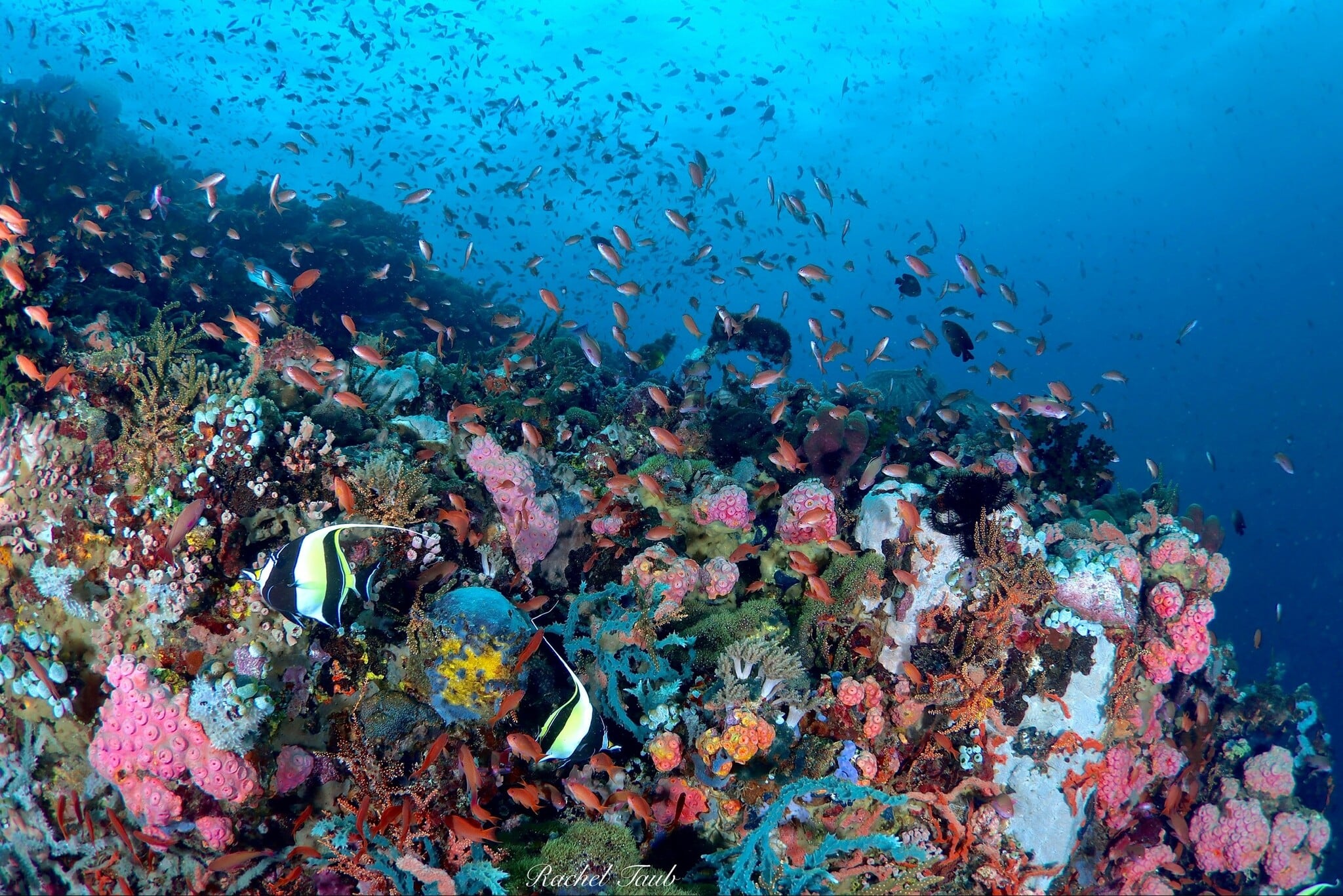 Force-E Scuba Centers Philippines Dive Trip