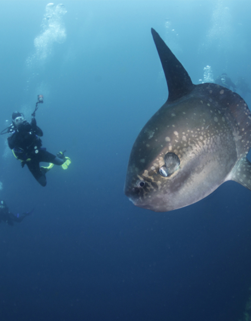 Force-E Scuba Centers Galapagos Liveaboard Adventure