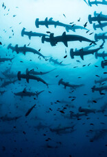 Force-E Scuba Centers Galapagos Liveaboard Adventure