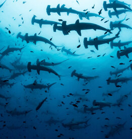 Force-E Scuba Centers Galapagos Liveaboard Adventure