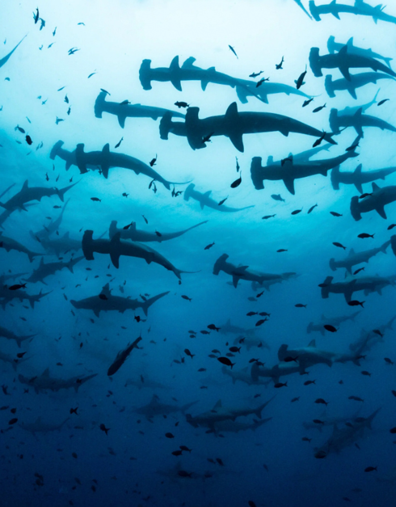Force-E Scuba Centers Galapagos Liveaboard Adventure