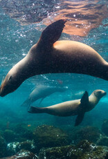 Force-E Scuba Centers Galapagos Liveaboard Adventure