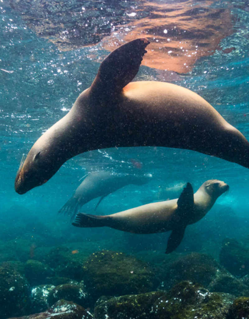 Force-E Scuba Centers Galapagos Liveaboard Adventure